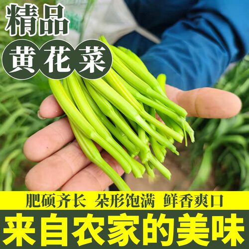 2026现摘新鲜黄花菜金针菜忘忧草特产特菜当季蔬菜饭店直供商用