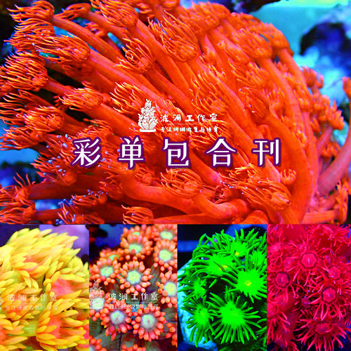 红单包绿宝石花日本单苞茉莉花彩单包珊瑚软体LPS海水鱼缸活体 - 封面
