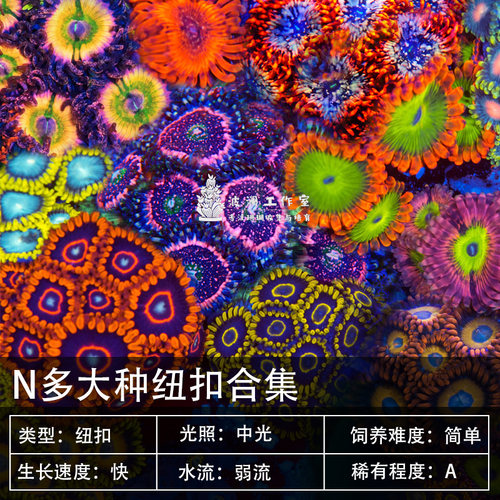 纽扣珊瑚海水生物新手饲养软体