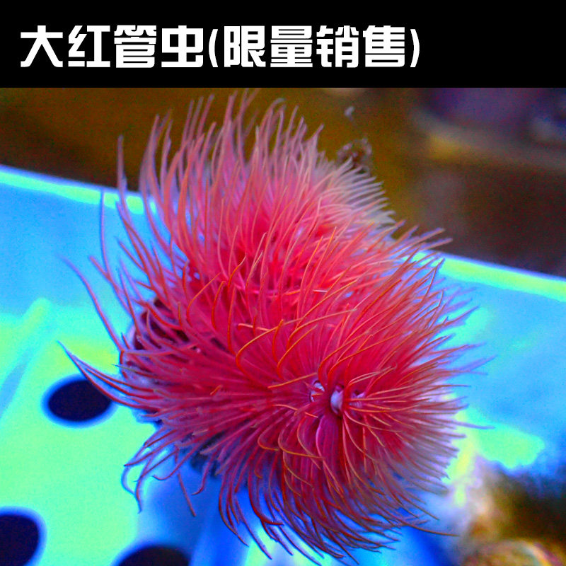 海水珊瑚澳洲人工羽毛管虫圣诞管虫红白海水缸海水生物
