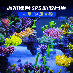 海水珊瑚SPS珊瑚断枝硬骨珊瑚断肢海水活体珊瑚RR品种硬骨