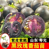 黑宝石番茄苗糖水黑玫瑰水果西红柿秧苗寿光春秋四季 盆栽阳台种植