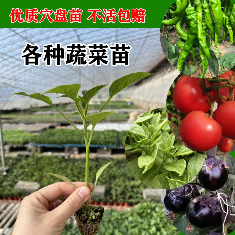 春季各种蔬菜秧苗大全蔬菜苗苗秧辣椒苗番茄苗菜苗阳台茄子苗冰菜