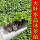 水晶冰菜苗大苗冰菜秧苗种籽四季 阳台盆栽特色蔬菜苗春秋秋冬寿光