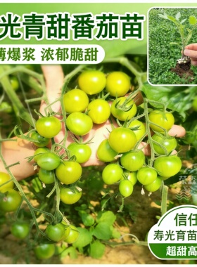 寿光梦想青甜2号绿色水果小番茄苗水果蔬菜苗阳台菜园小西红柿苗