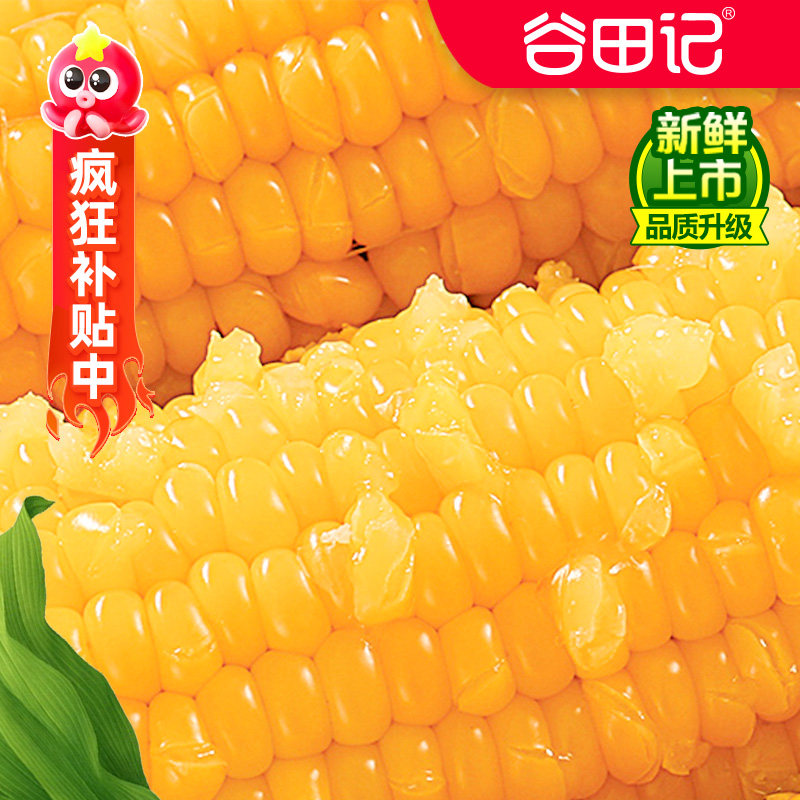 新鲜糯玉米10支黄糯大棒苞米新鲜甜粘真空装早餐非即食东北玉米