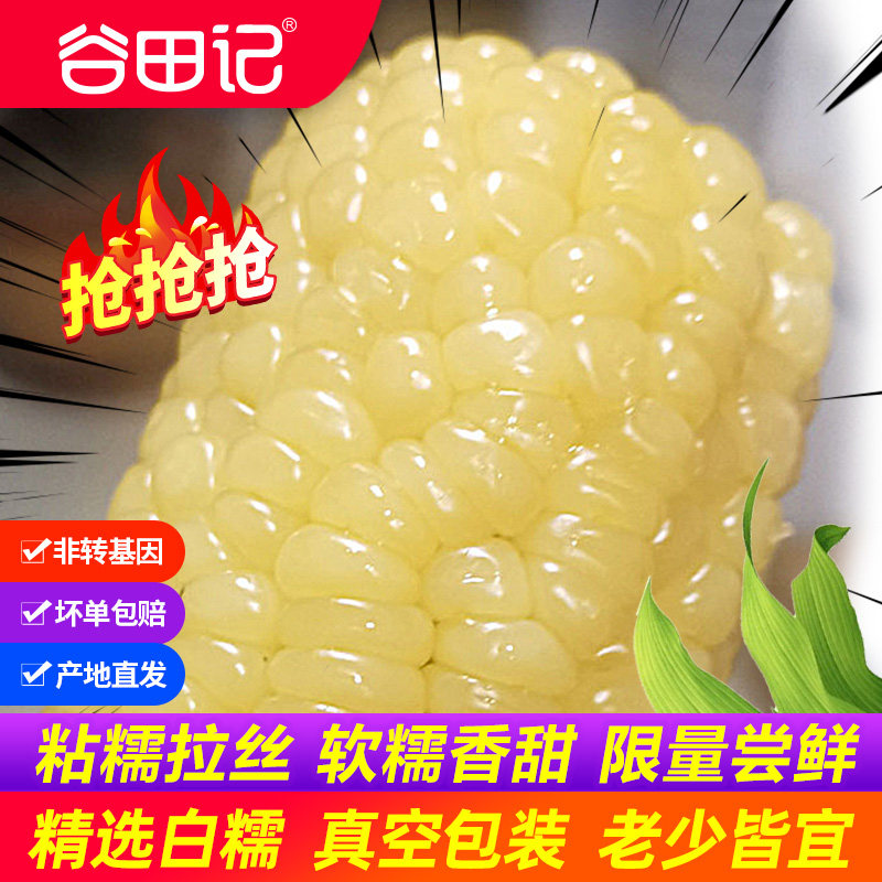 新鲜糯玉米10支白糯大棒苞米新鲜甜粘真空装早餐非即食东北玉米