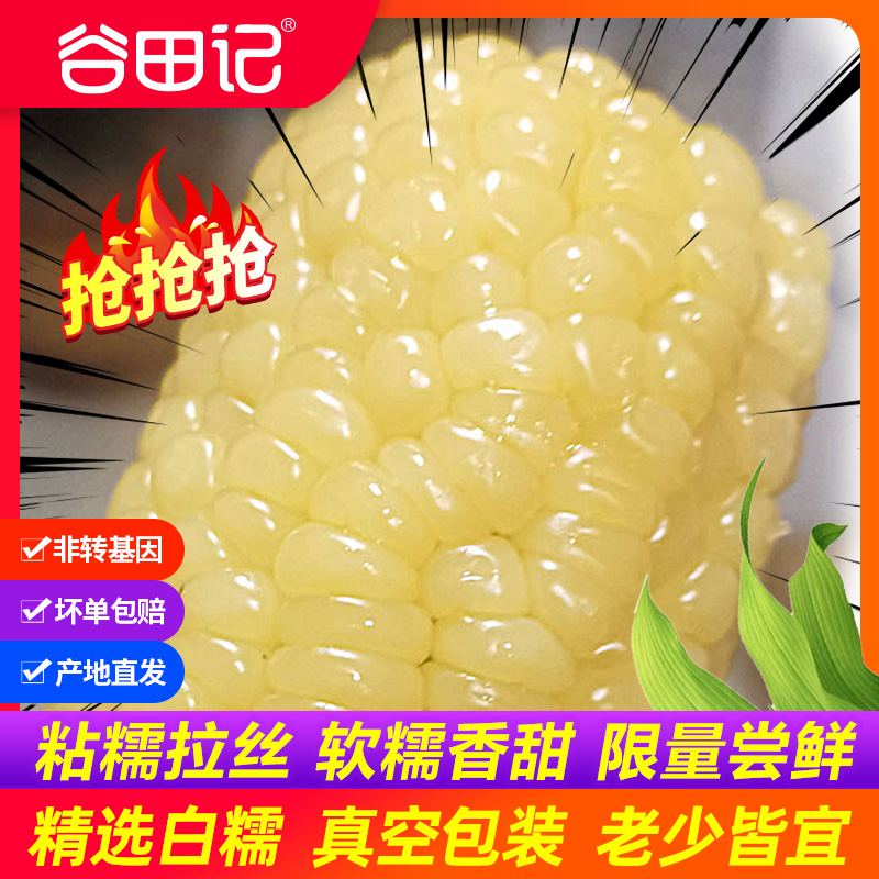 新鲜糯玉米10支白糯大棒苞米新鲜甜粘真空装早餐非即食东北玉米