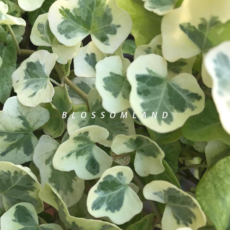 暖暖半岛 雪莹 日本常春藤白花叶片稀有品种人气网红室内观叶盆栽,鲜花速递/花卉仿真/绿植园艺,绿植,淘宝优惠券,粉丝福利购,淘宝优惠卷