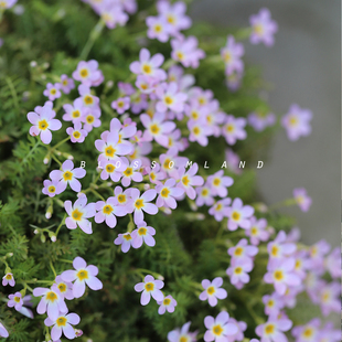 暖暖半岛 安徽羽叶报春 原生报春趣味盆栽花园阳台草本好养爆花