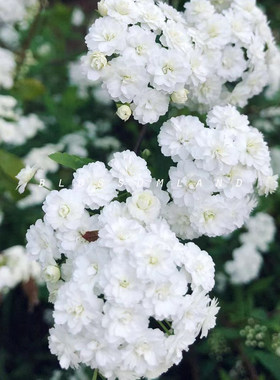花园植物喷雪花耐寒低维护
