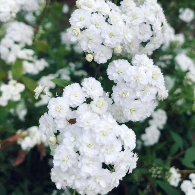 花园植物喷雪花耐寒低维护