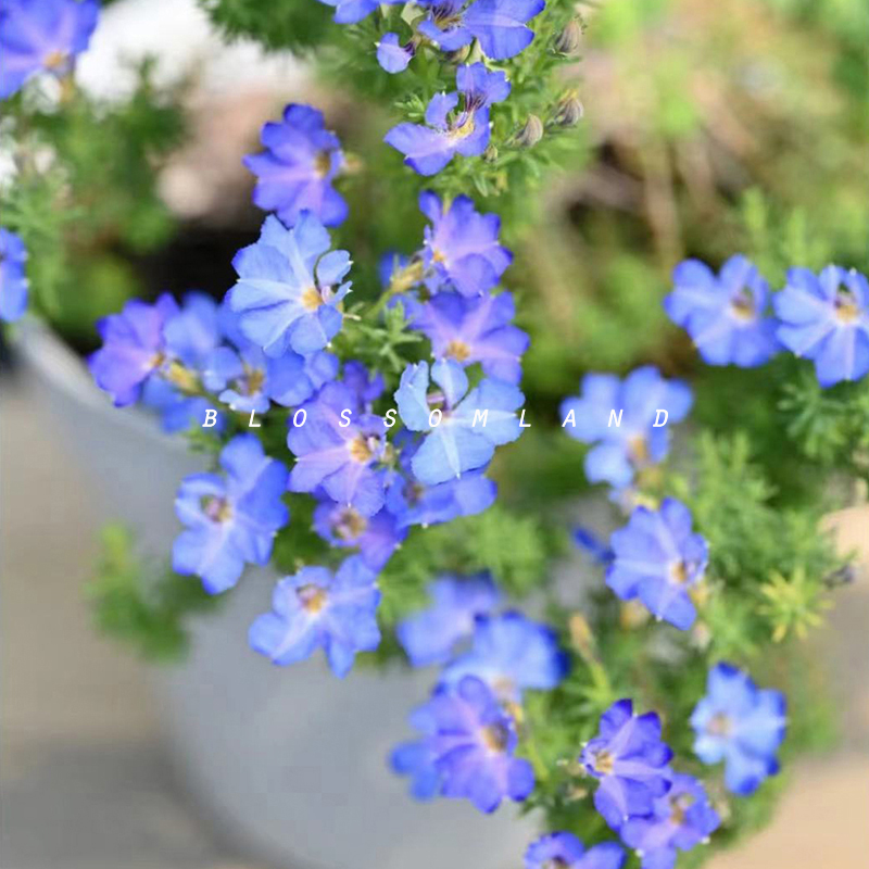 暖暖半岛初恋草进口植物冬春开花