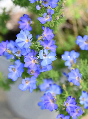 暖暖半岛 初恋草 蓝色西澳植物耐热耐晒花园阳台盆栽小灌木