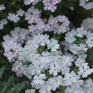 暖暖半岛 细叶美女樱 耐寒耐热多季节开花花卉阳台盆栽易爆花