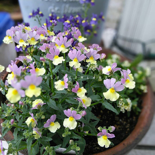 暖暖半岛 龙面花 耐寒四季开花花卉盆栽精致日系阳台花园组合素材