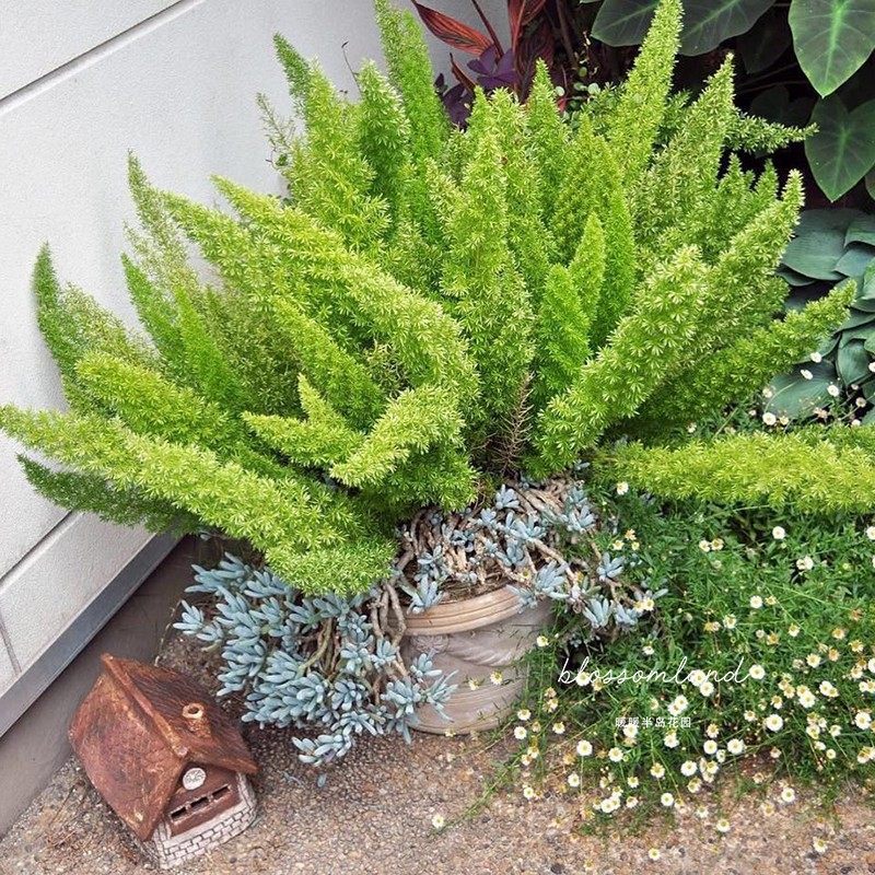 暖暖半岛 狐尾天门冬 九尾狐观叶绿植趣味鲜切庭院阳台花卉盆栽苗,鲜花速递/花卉仿真/绿植园艺,绿植,淘宝优惠券,粉丝福利购,淘宝优惠卷