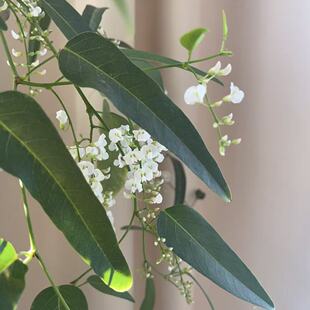 暖暖半岛 哈登柏豆  攀援植物耐寒花量大易爆花庭院种植