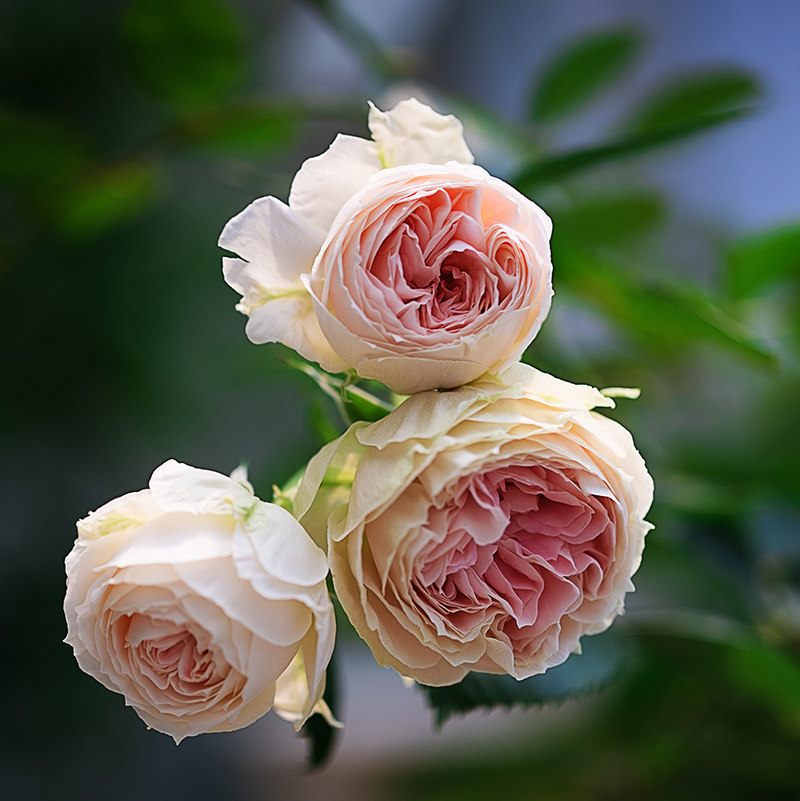 暖暖半岛 绒球门廊 灌木切花多花簇花小苗月季玫瑰