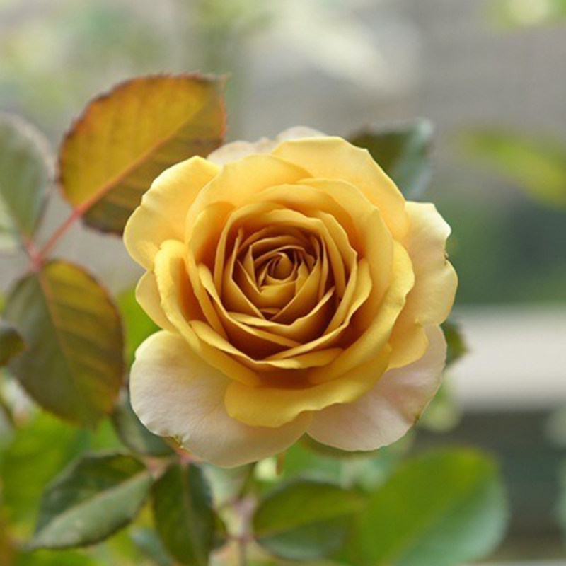 暖暖半岛 松之梦 日本月季复古色玫瑰大花切花唯美盆栽庭院