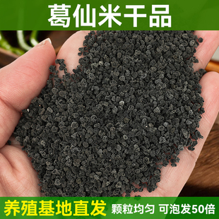 葛仙米干货特色美食湖北恩施特产葛鲜米新货高档食材食品颗粒均匀