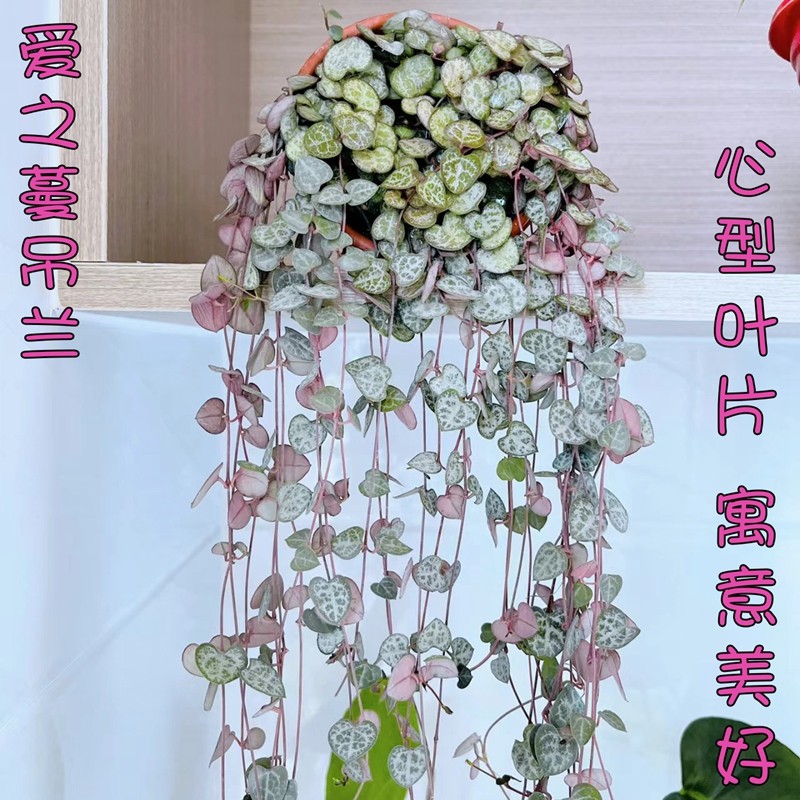 爱之蔓吊兰盆栽吊兰大全水土培植物花卉大盆垂吊爬藤植物净化空气
