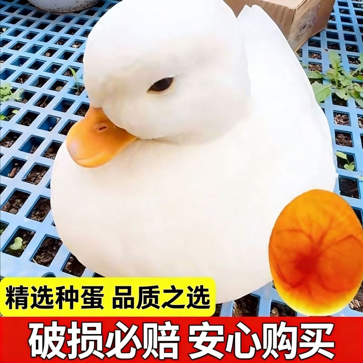 网红宠物鸭柯尔鸭s级种蛋受精蛋宠物鸭