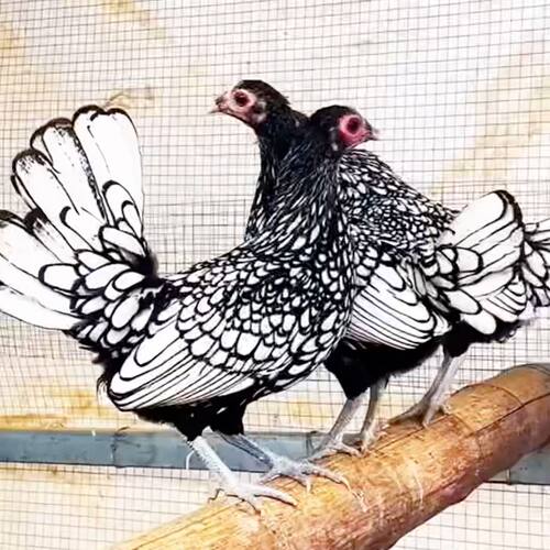 纯种波兰鸡种蛋受精蛋可孵化种蛋小体型观赏鸡10枚包邮帽子宠物鸡