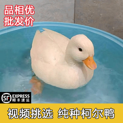 柯尔鸭科尔鸭受精种蛋孵化网红鸭