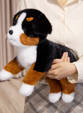 正版伯恩山犬可爱牧牛犬小狗