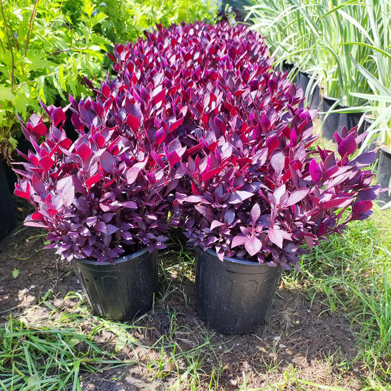 花园花镜红色系植物红色莲子草盆栽多年生耐寒耐热观叶花卉