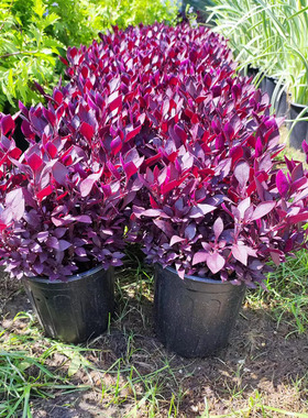 花园花镜红色系植物红色莲子草盆栽多年生耐寒耐热观叶花卉