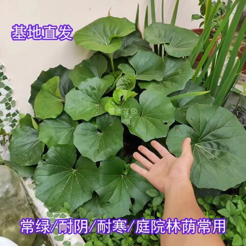 大吴风草虎耳草耐阴耐寒观叶花卉