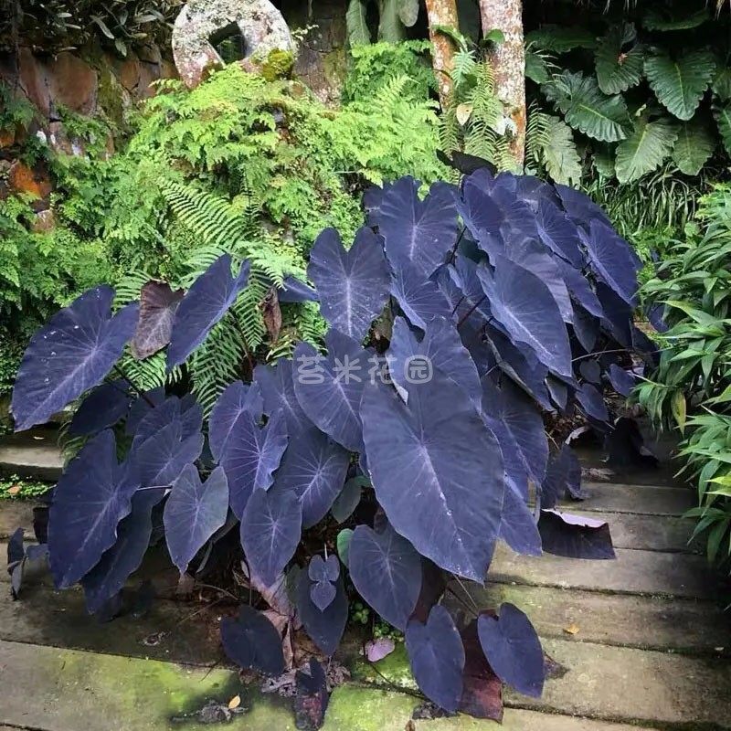 多年生耐热耐晒海芋盆栽黑魔法芋植物盆栽2加仑新品花园观叶植物