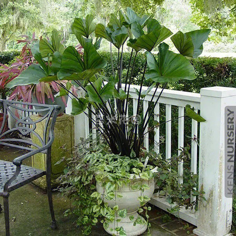 高脚茶杯芋多年生耐寒耐热海芋植物茶杯芋盆栽观叶花卉喜阳耐晒