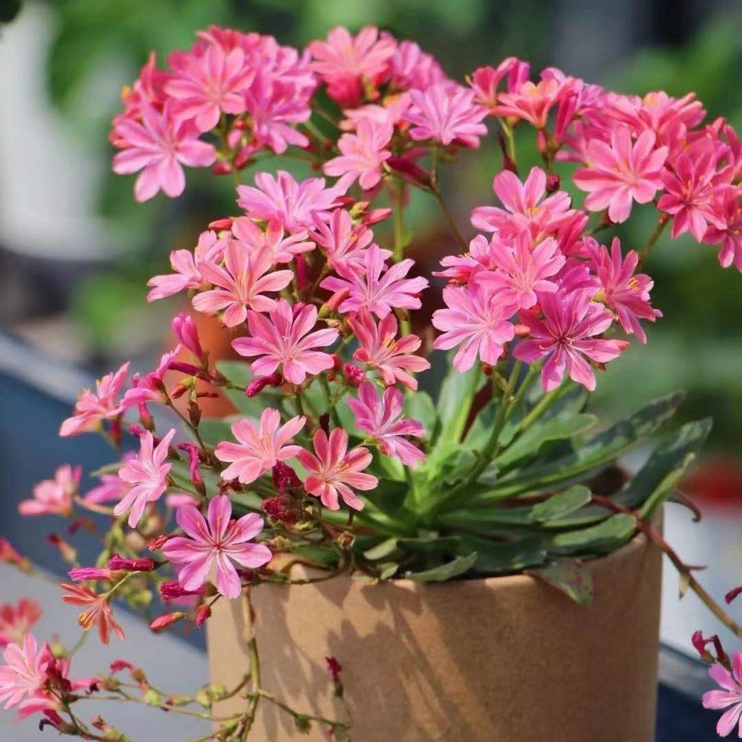 露薇花苗盆栽带花阳台室内庭院耐旱多肉好养花卉桌面小植物包邮