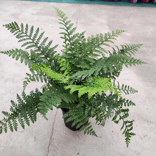 吉姆蕨盆栽平安蕨盆栽宝石蕨盆栽精品室内观叶蕨类净化空气效果好
