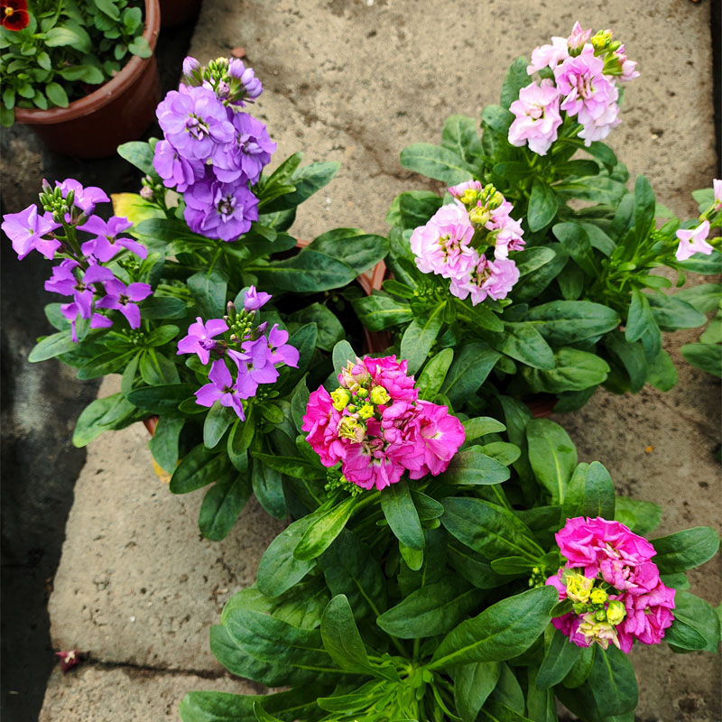 紫罗兰盆栽花苗室内外阳台庭院花镜多年生耐寒植物好养花卉花期长