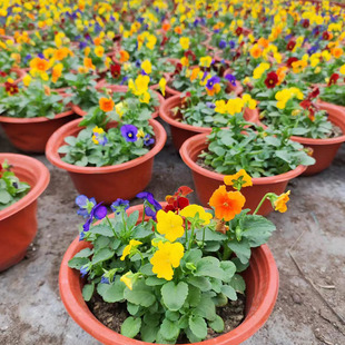 耐寒三色堇角堇花苗盆栽小兔子古风系列德古拉皱边角堇冬季开花