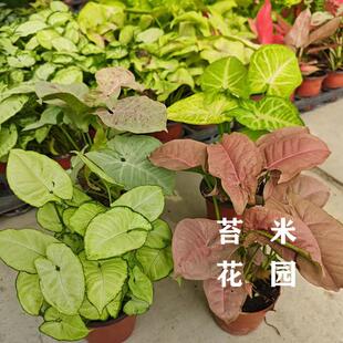 白锦白脉粉红佳人绿精灵金童子合果芋室内桌面小盆栽绿植网红植物