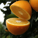 湘西富硒有机高山云雾纽荷尔脐橙现摘现发非赣南脐橙孕妇水果