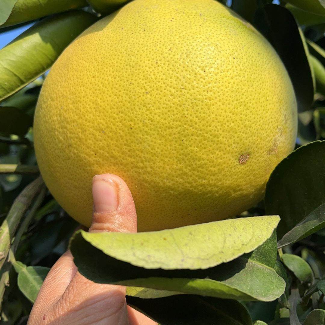 湖南澧县地理标志农产品复兴苹果柚老树酸甜多汁苹果柚,水产肉类/新鲜蔬果/熟食,柚子,淘宝优惠券,粉丝福利购,淘宝优惠卷