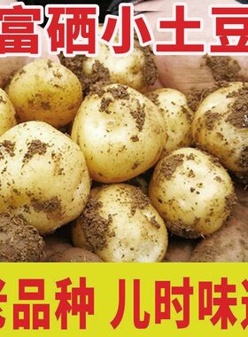 湖北恩施老品种马尔科黄心土豆新鲜当季地理标志农产品