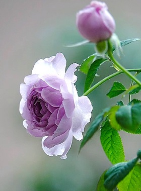 蓝色阴雨阳台盆栽月季庭院地栽耐寒耐旱抗病勤花爬藤玫瑰分枝性好