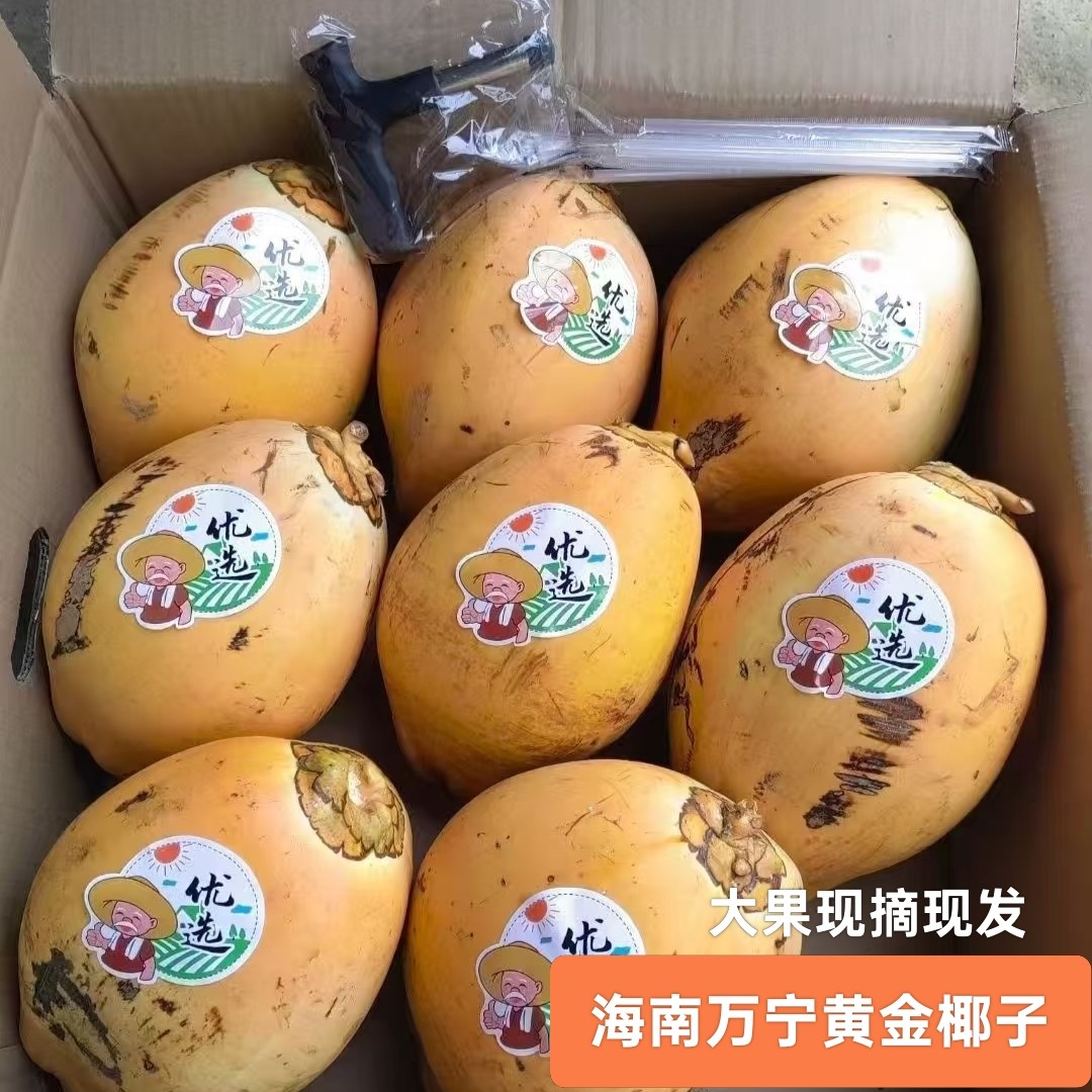 海南特产万宁黄金椰子现摘现发
