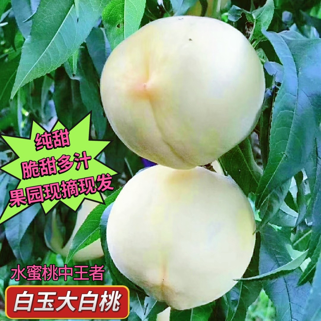 山东蒙阴白玉蜜桃新鲜脆甜春雪脆桃原产大果水果当季现摘现发