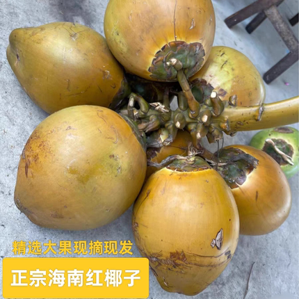 海南特产本地红椰子新鲜带皮孕妇水果现摘现发当季大椰子批发包邮