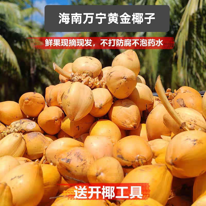 万宁金椰子海南特产黄金椰子新鲜带皮孕妇水果现摘现发当季大椰子