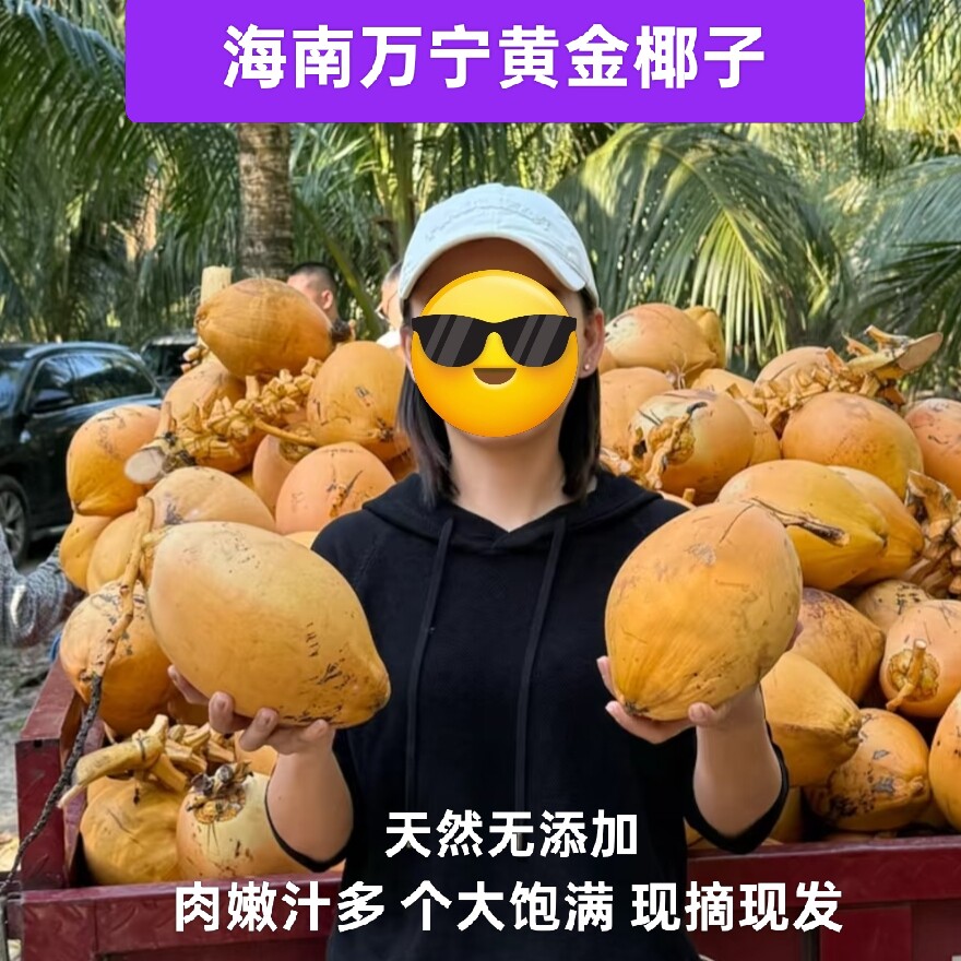 海南特产黄金椰子万宁产地直发肉嫩多汁新鲜现摘现发带皮9个装