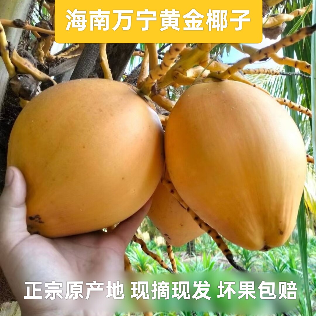 海南黄金椰子正宗万宁带皮椰青新鲜大椰子现摘现发当季水果9个装